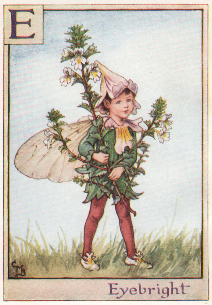 E = Eyebright Fairy by Cicely Mary Barker. Alphabet Flower Fairies c1934 print